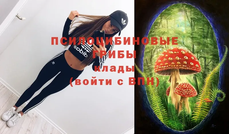 Псилоцибиновые грибы Psilocybe  Курган 